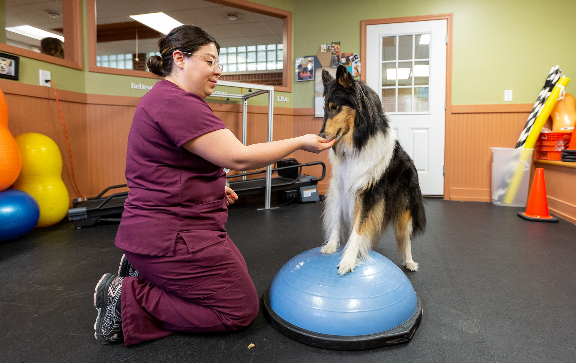 Veterinary Rehabilitation Hospital in Homer Glen, IL VSMR