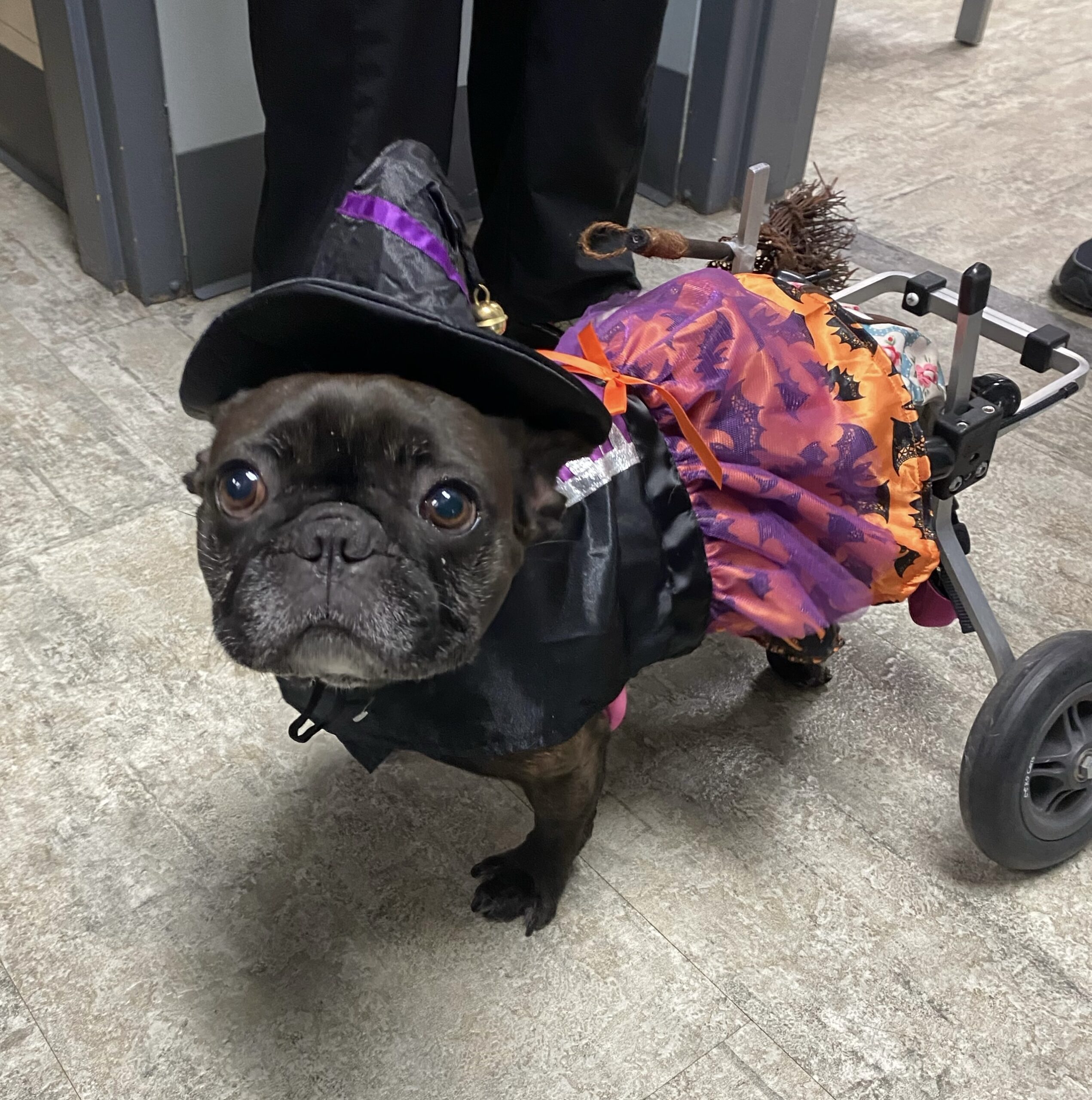 Pug - Witch Costume