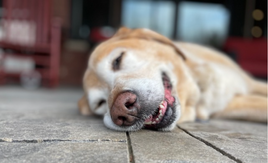 May Patient of the Month: Oliver