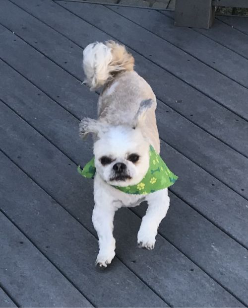 cute dog A small white dog wearing a bright green bandana