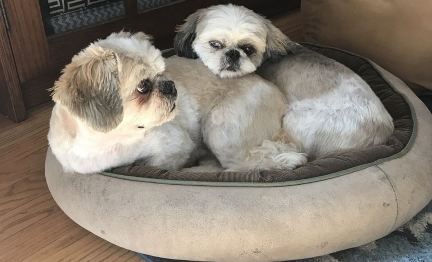 June Patient of the Month: Callie