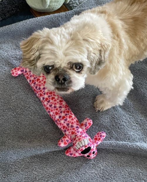 pink toy and dog Small brown dog standing next to a pink toy