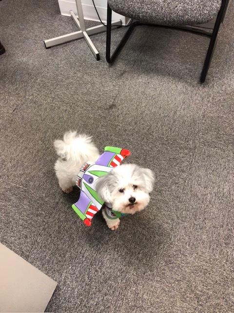 image14 A small white dog dressed in a Toy Story costume