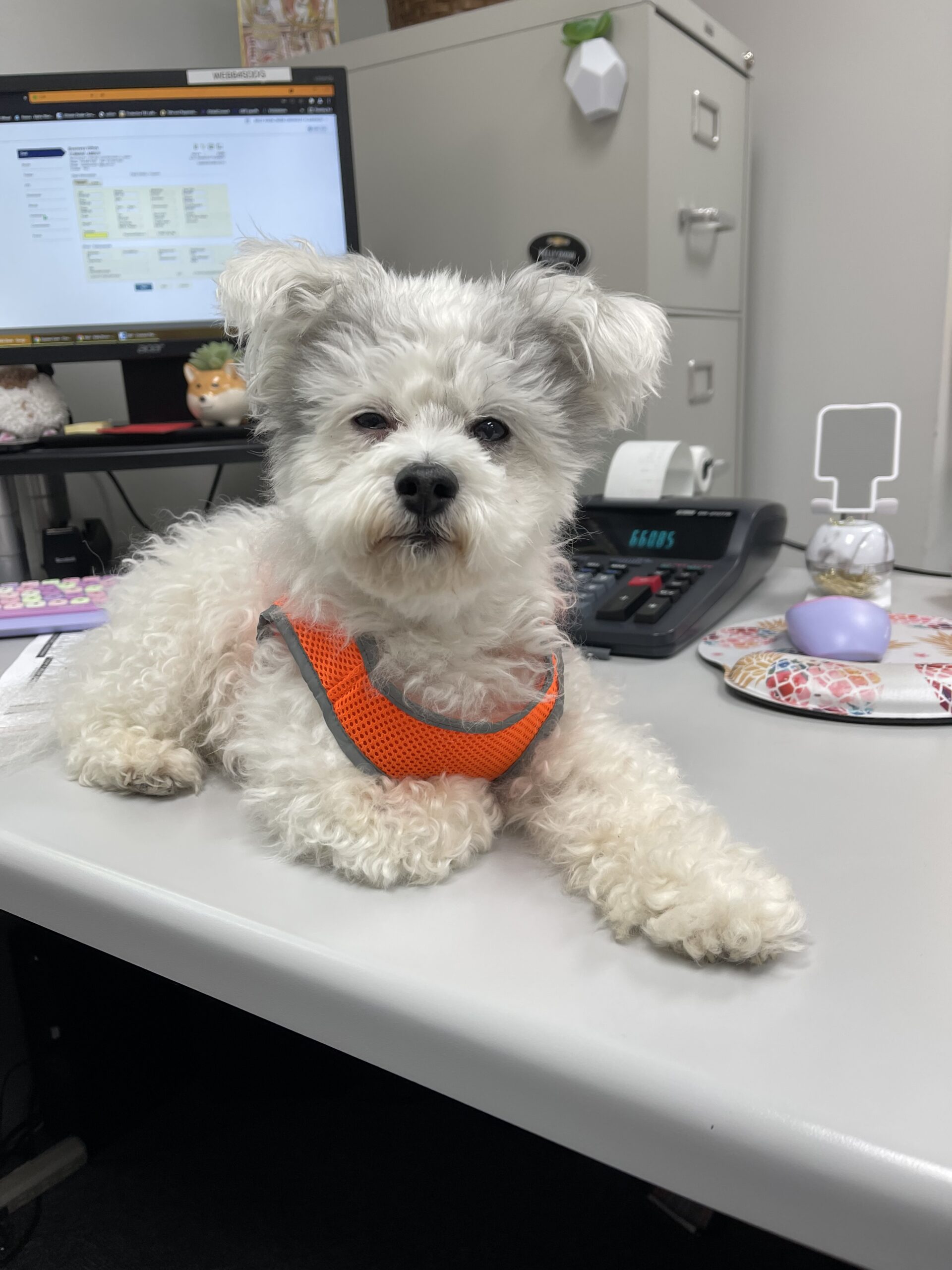 image7 A small white dog in an orange vest sitting on a desk