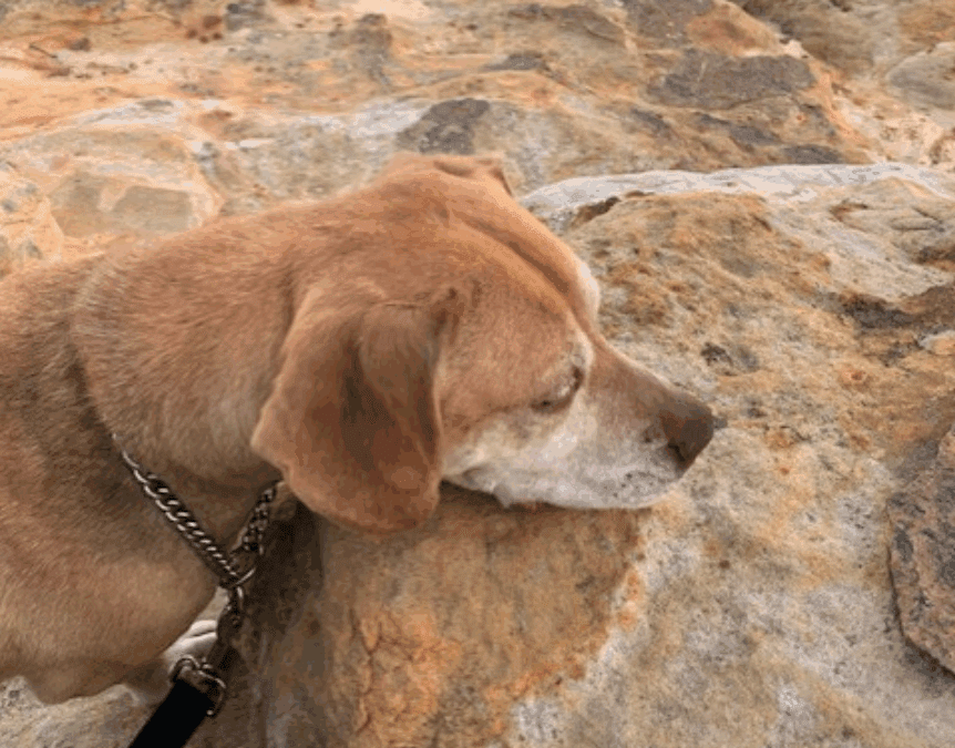 November Patient of the Month: Dutchess