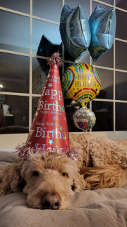 Pet is enjoying party caps and birthday