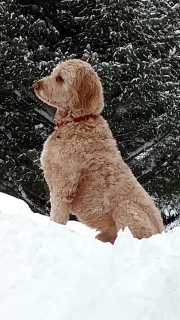 Pet is enjoying snow mountain