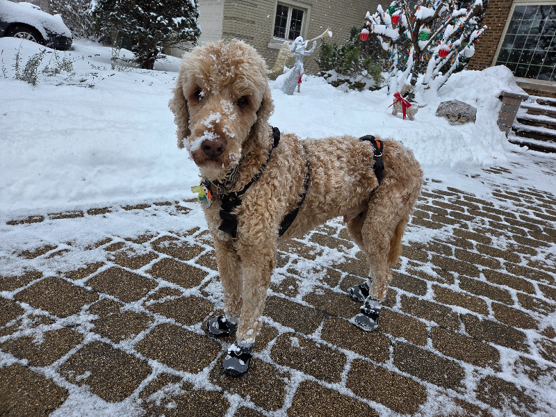 January Patient of the Month: Jax