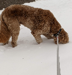 Pet is enjoying snowfall