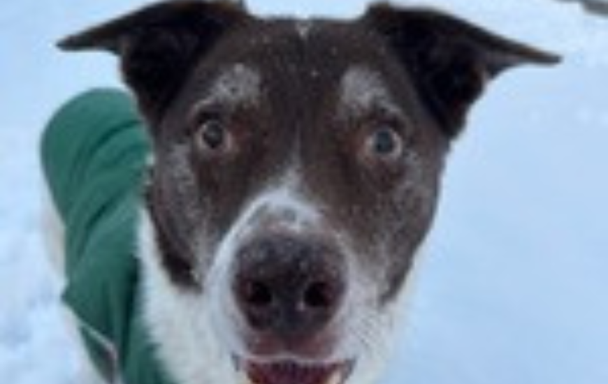 April Patient of the Month: Sawyer