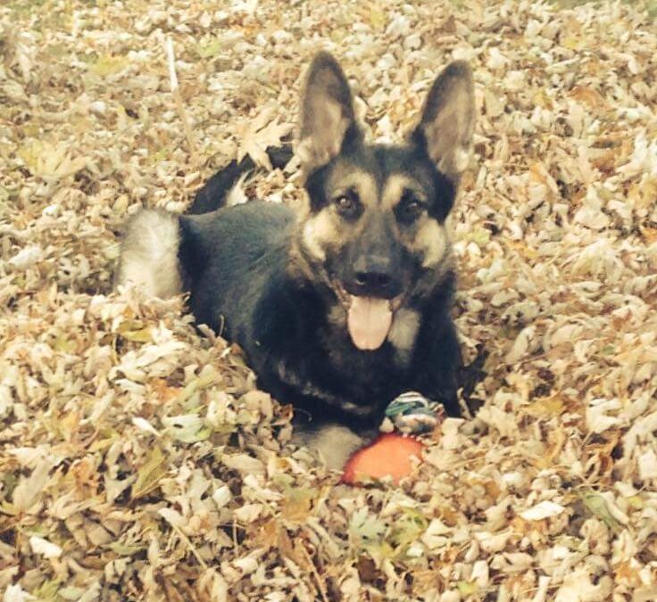 May Patient of the Month: Connor and Tito