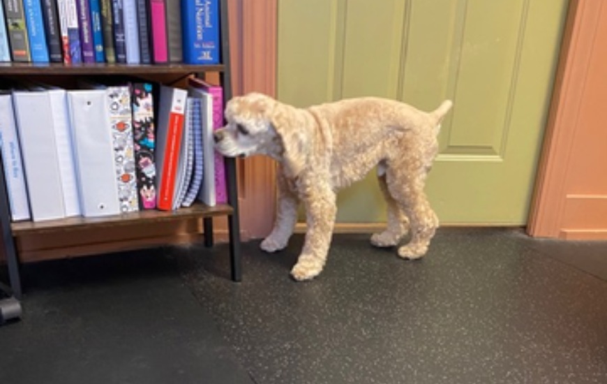 July Patient of the Month: Harry Winston